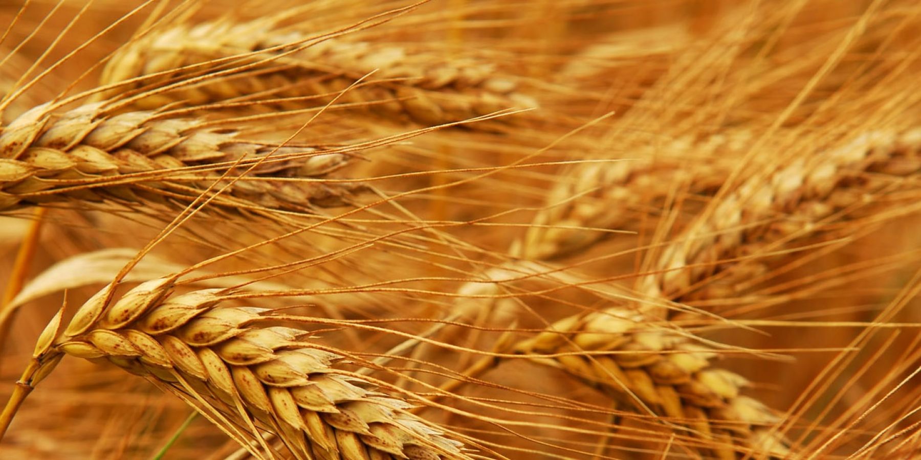 Allergens In Austin Today Allergens In Austin Today