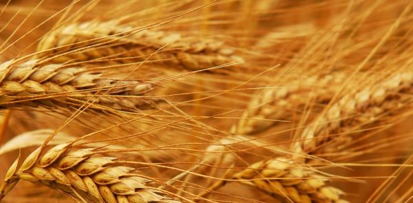 Ingredients & Allergens